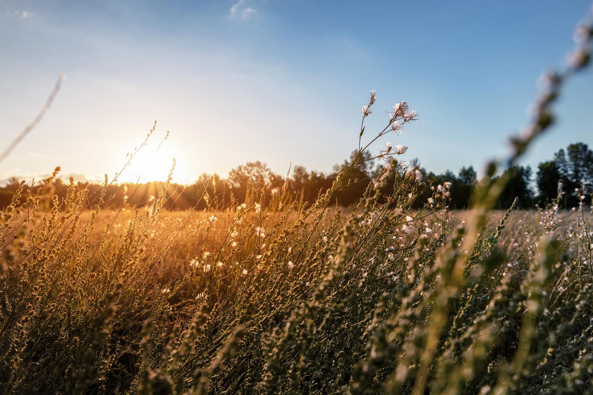 Bestattungshaus Medina Halle (Saale)